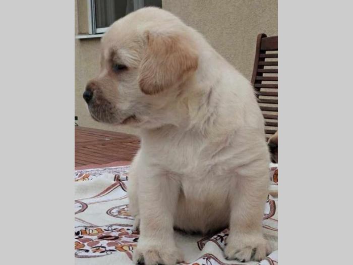 labrador retriver vrhunski štenci besplatni mali oglasi