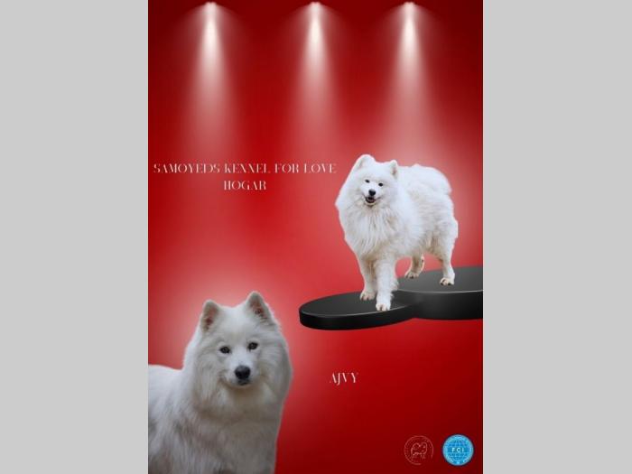 samojed dva muška šteneta besplatni mali oglasi