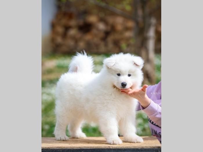 samojed dva muška šteneta besplatni mali oglasi