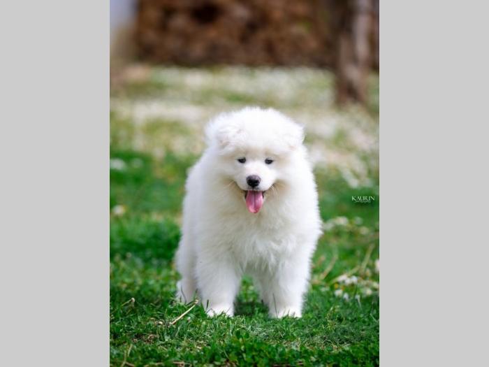 samojed dva muška šteneta besplatni mali oglasi