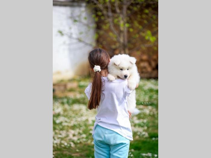 samojed dva muška šteneta besplatni mali oglasi