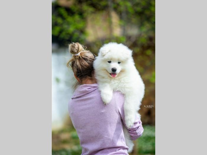 samojed dva muška šteneta besplatni mali oglasi
