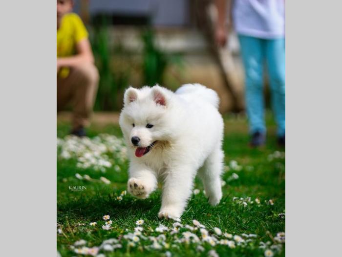 samojed dva muška šteneta besplatni mali oglasi