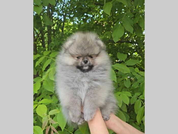 pomeranac boo štenci besplatni mali oglasi
