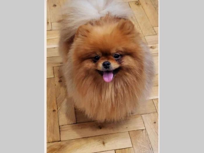 pomeranac boo štenci besplatni mali oglasi