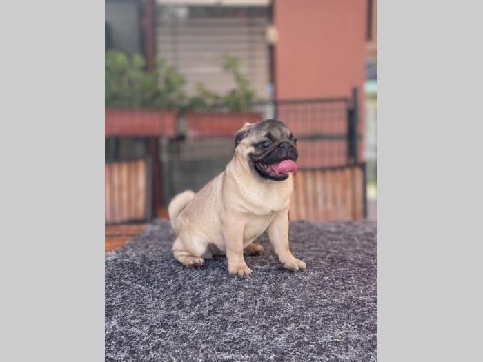 mops prelepo žensko štene besplatni mali oglasi