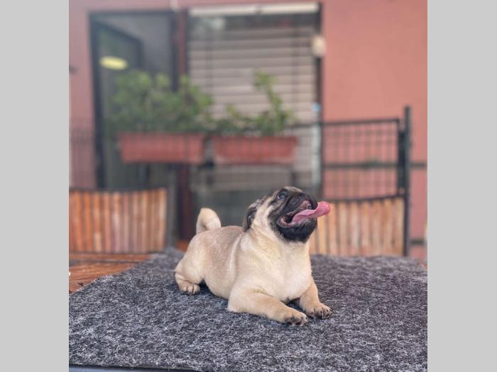 mops prelepo žensko štene besplatni mali oglasi