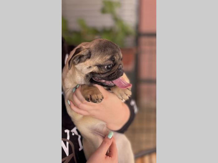 mops prelepo žensko štene besplatni mali oglasi
