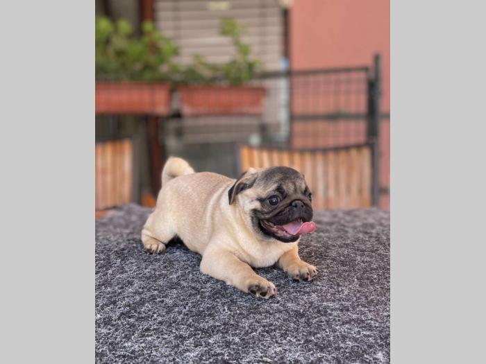 mops prelepo žensko štene besplatni mali oglasi