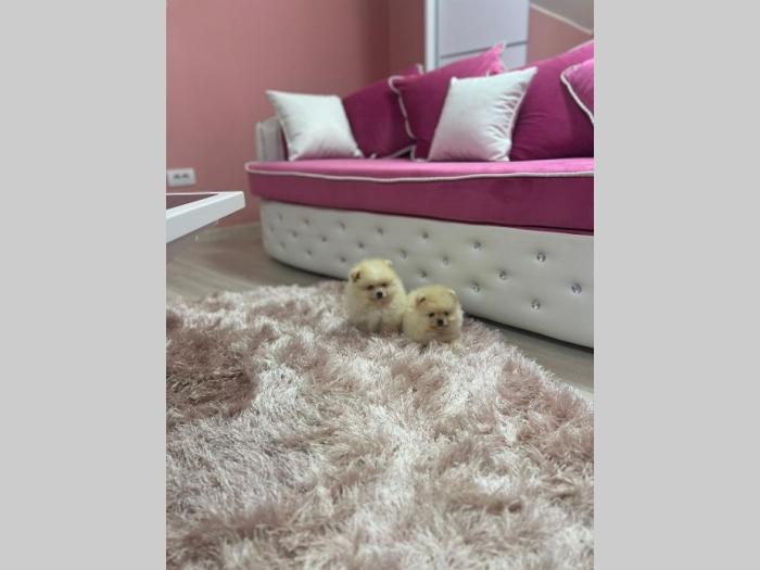 pomeranac štenci besplatni mali oglasi