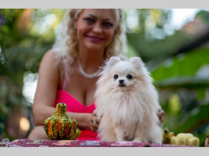 pomeranac štenci besplatni mali oglasi