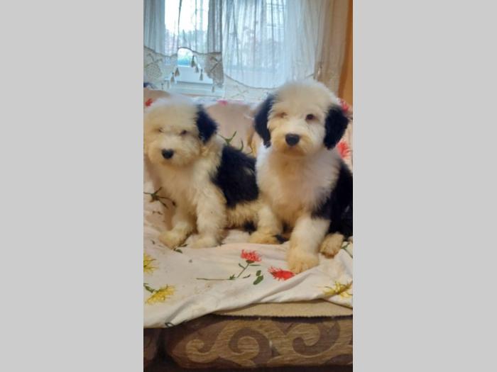 bobtail, vrhunska dva mužjaka besplatni mali oglasi