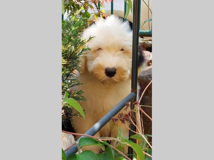 bobtail, vrhunska dva mužjaka besplatni mali oglasi