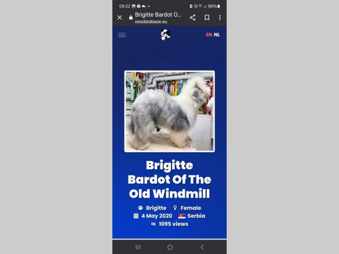 bobtail, vrhunska dva mužjaka besplatni mali oglasi