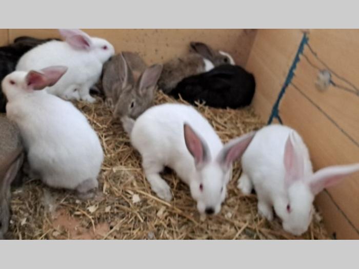 hajkom kunići besplatni mali oglasi