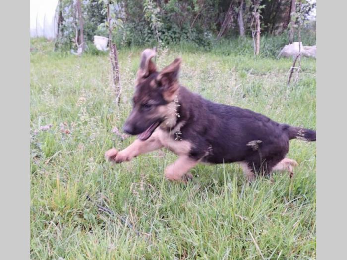 nemački ovčar top štenci besplatni mali oglasi