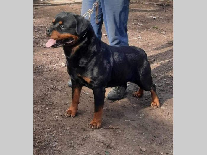 rotvajler štenci besplatni mali oglasi