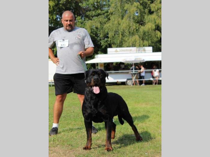 rotvajler štenci besplatni mali oglasi