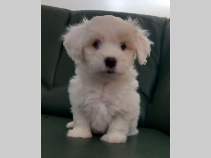 prodajem štence coton de tulear besplatni mali oglasi