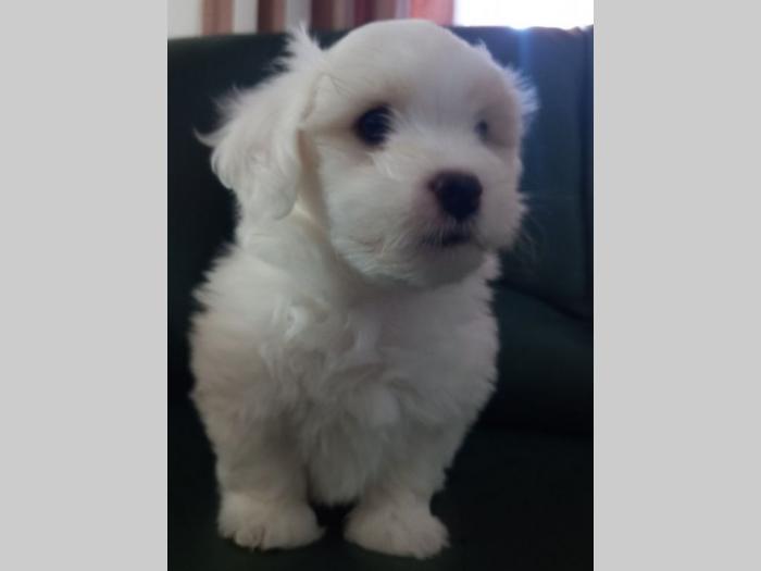 prodajem štence coton de tulear besplatni mali oglasi