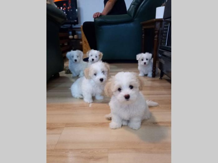 prodajem štence coton de tulear besplatni mali oglasi