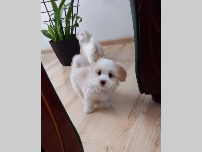 prodajem štence coton de tulear besplatni mali oglasi
