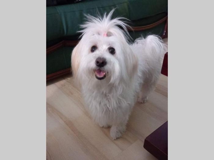 prodajem štence coton de tulear besplatni mali oglasi