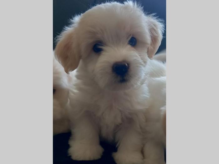 prodajem štence coton de tulear besplatni mali oglasi