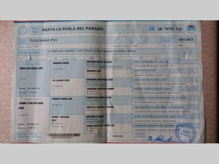 prodajem štence coton de tulear besplatni mali oglasi