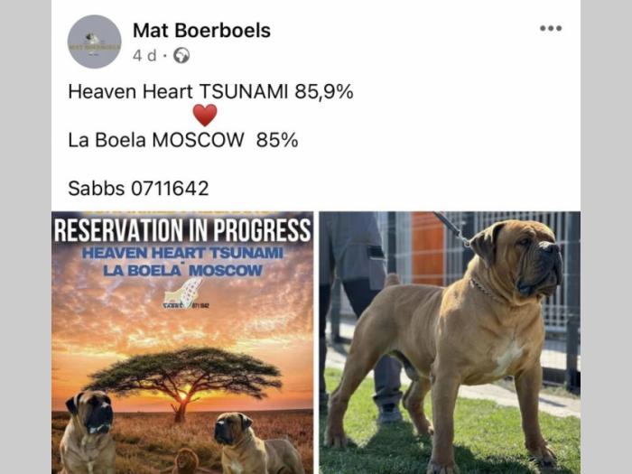 boerboel južnoafrički mastif štenci besplatni mali oglasi