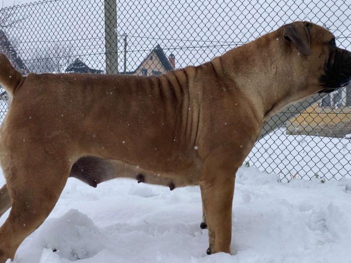 boerboel južnoafrički mastif štenci besplatni mali oglasi