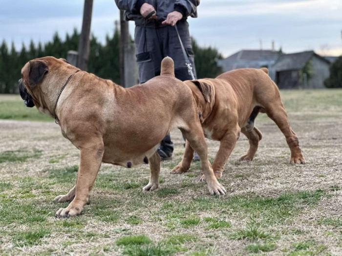 boerboel južnoafrički mastif štenci besplatni mali oglasi