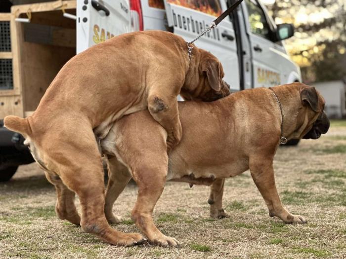 boerboel južnoafrički mastif štenci besplatni mali oglasi