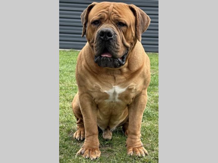 boerboel južnoafrički mastif štenci besplatni mali oglasi