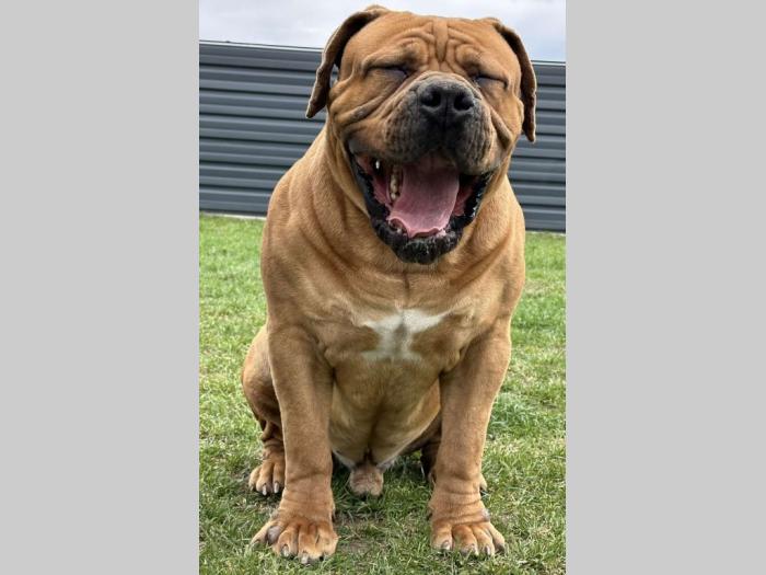 boerboel južnoafrički mastif štenci besplatni mali oglasi