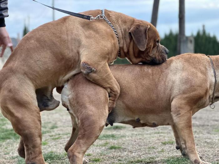 boerboel južnoafrički mastif štenci besplatni mali oglasi