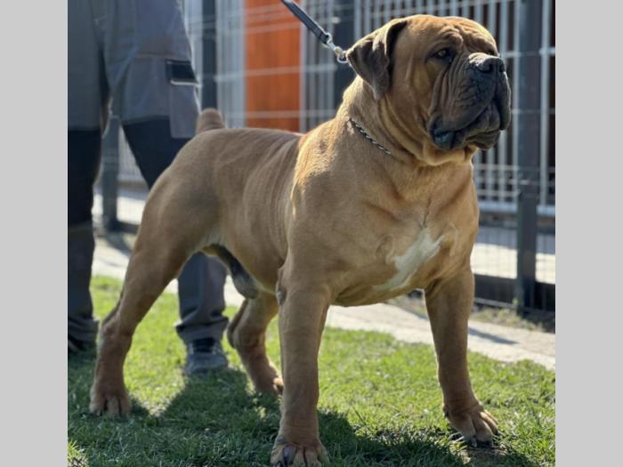 boerboel južnoafrički mastif štenci besplatni mali oglasi