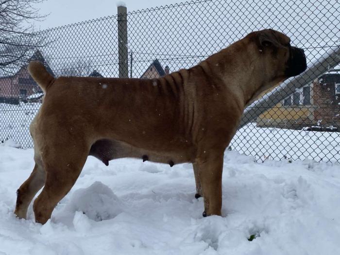 boerboel južnoafrički mastif štenci besplatni mali oglasi