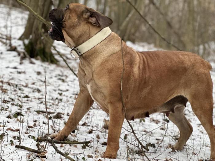boerboel južnoafrički mastif štenci besplatni mali oglasi