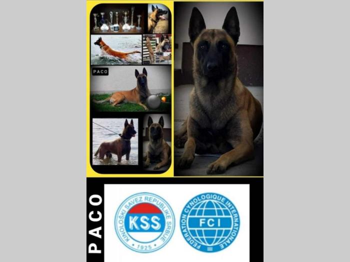 belgijski ovcar malinoa vrhunski štenci besplatni mali oglasi