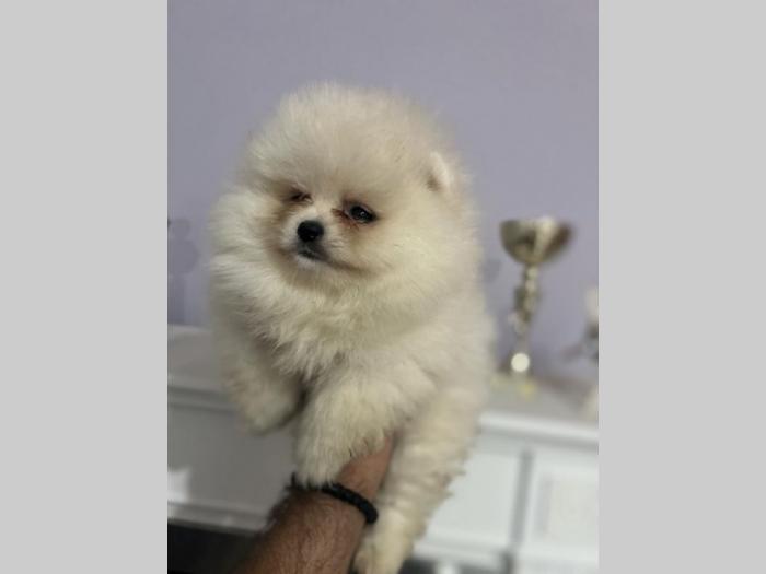 pomeranci štenci vrhunskih krvnih linija i lepote besplatni mali oglasi