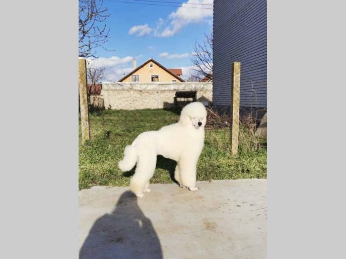 štenci kraljevske pudle besplatni mali oglasi