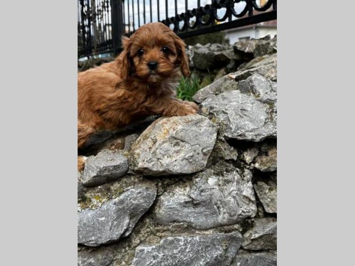 cavapu prelepi štenci besplatni mali oglasi