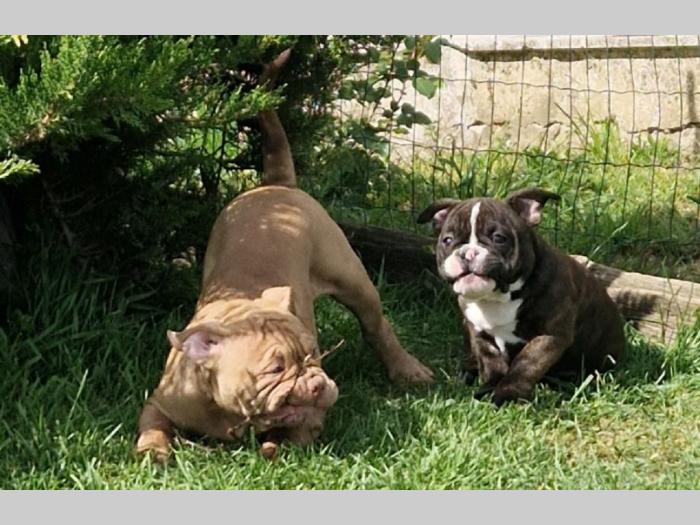 američki bul terijeri midras kennel  besplatni mali oglasi