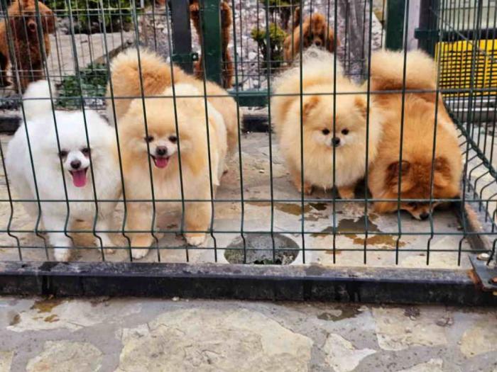 dostupno pet ženki čistokrvnih pomeranaca besplatni mali oglasi