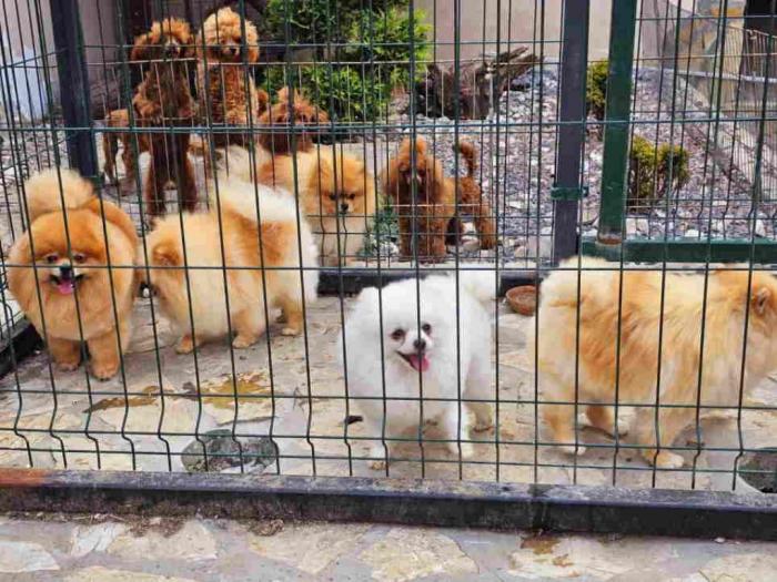 dostupno pet ženki čistokrvnih pomeranaca besplatni mali oglasi