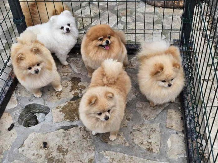 dostupno pet ženki čistokrvnih pomeranaca besplatni mali oglasi
