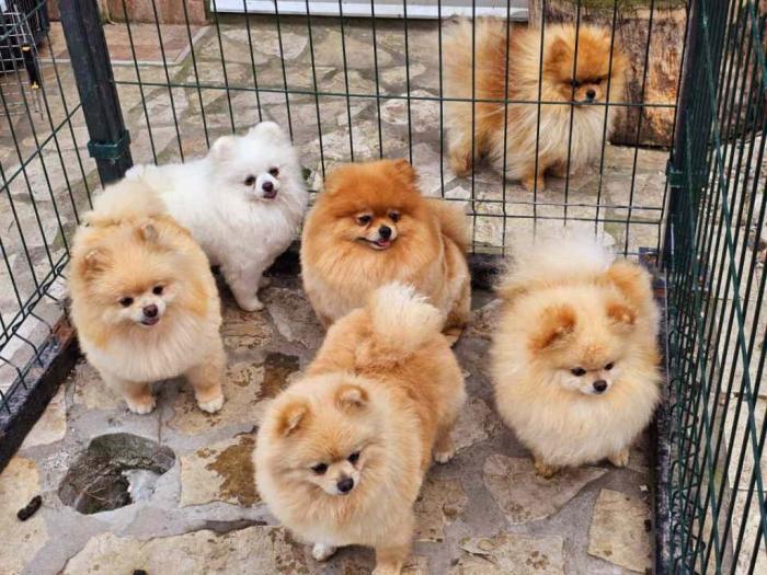 dostupno pet ženki čistokrvnih pomeranaca besplatni mali oglasi