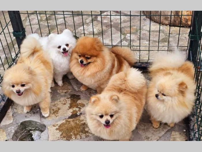 dostupno pet ženki čistokrvnih pomeranaca besplatni mali oglasi