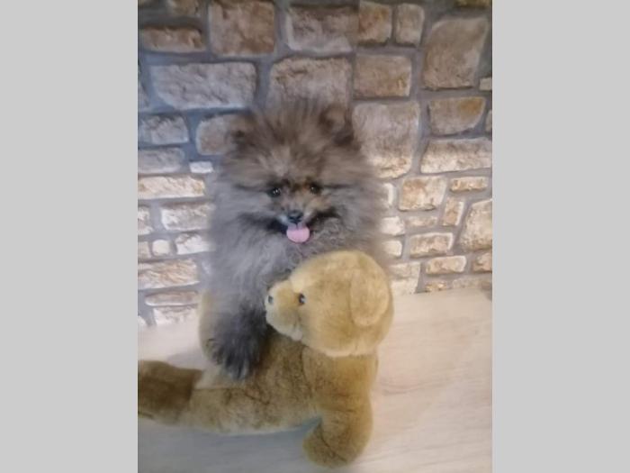 prelepi štenci pomeranca besplatni mali oglasi